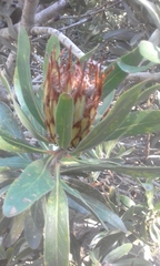 Protea longifolia × repens