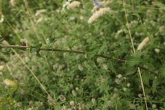 Campanula bononiensis