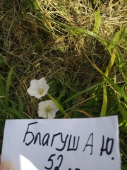 Convolvulus arvensis