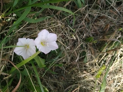 Convolvulus arvensis