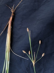 Fimbristylis castanea