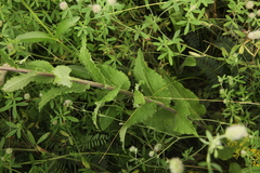 Campanula bononiensis