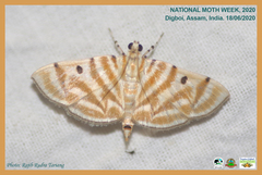 Notarcha tigrina