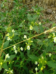 Galeopsis segetum