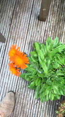 Pilosella aurantiaca