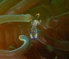 Ancylomenes holthuisi