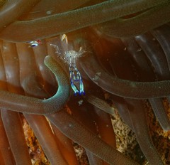 Ancylomenes holthuisi