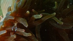 Ancylomenes holthuisi