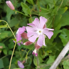 Melandrium