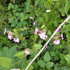 Melandrium