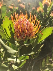 Leucospermum glabrum