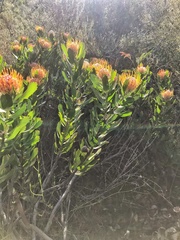 Leucospermum glabrum