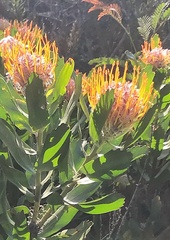 Leucospermum glabrum