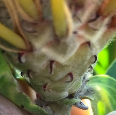 Leucospermum glabrum