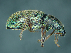 Polydrusus pulchellus