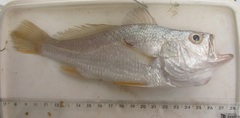 Larimus breviceps