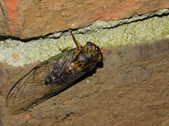 Diceroprocta vitripennis