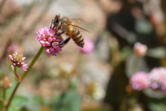 Apis cerana japonica