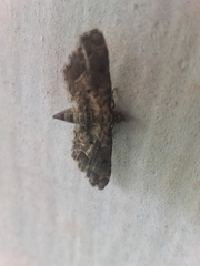 Sufetula