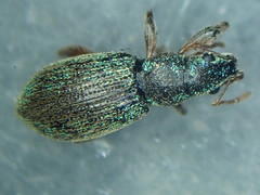 Polydrusus pulchellus