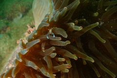 Ancylomenes holthuisi