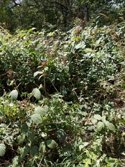Rubus fruticosus