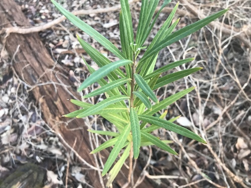Narrow-leaf Cotton Bush