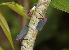 Kalidasa nigromaculata