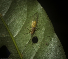 Amphipsocidae