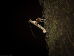 Cyphosticha panconita