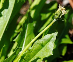 Taraxacum glabrum