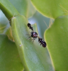 Oxyaciura tibialis