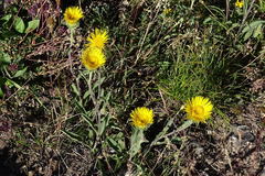 Pentanema montanum