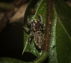 Paraphilaeus daemeli