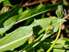 Taraxacum glabrum