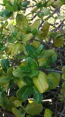 Coprosma repens