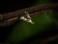 Cyphosticha panconita