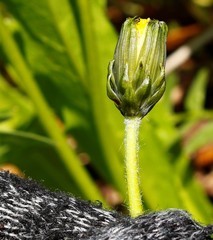 Taraxacum glabrum