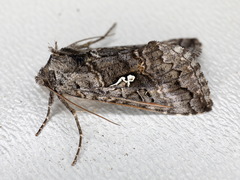 Syngrapha interrogationis