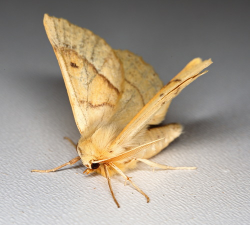 Scalloped Oak
