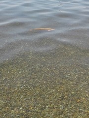 Cyprinus rubrofuscus