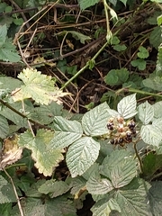 Rubus fruticosus