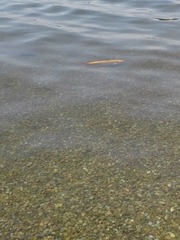 Cyprinus rubrofuscus