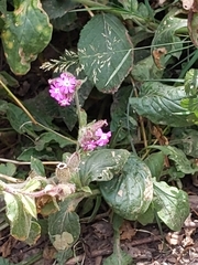 Silene dioica