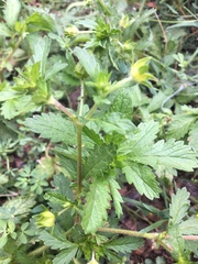 Potentilla intermedia