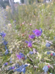 Echium vulgare