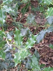 Ilex aquifolium