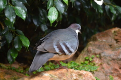 Luzon Bleeding-Heart photo 3