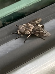 Tabanus trimaculatus