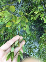 Quercus vacciniifolia